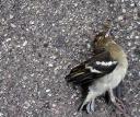 toter_vogel.jpg