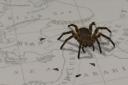spider.jpg